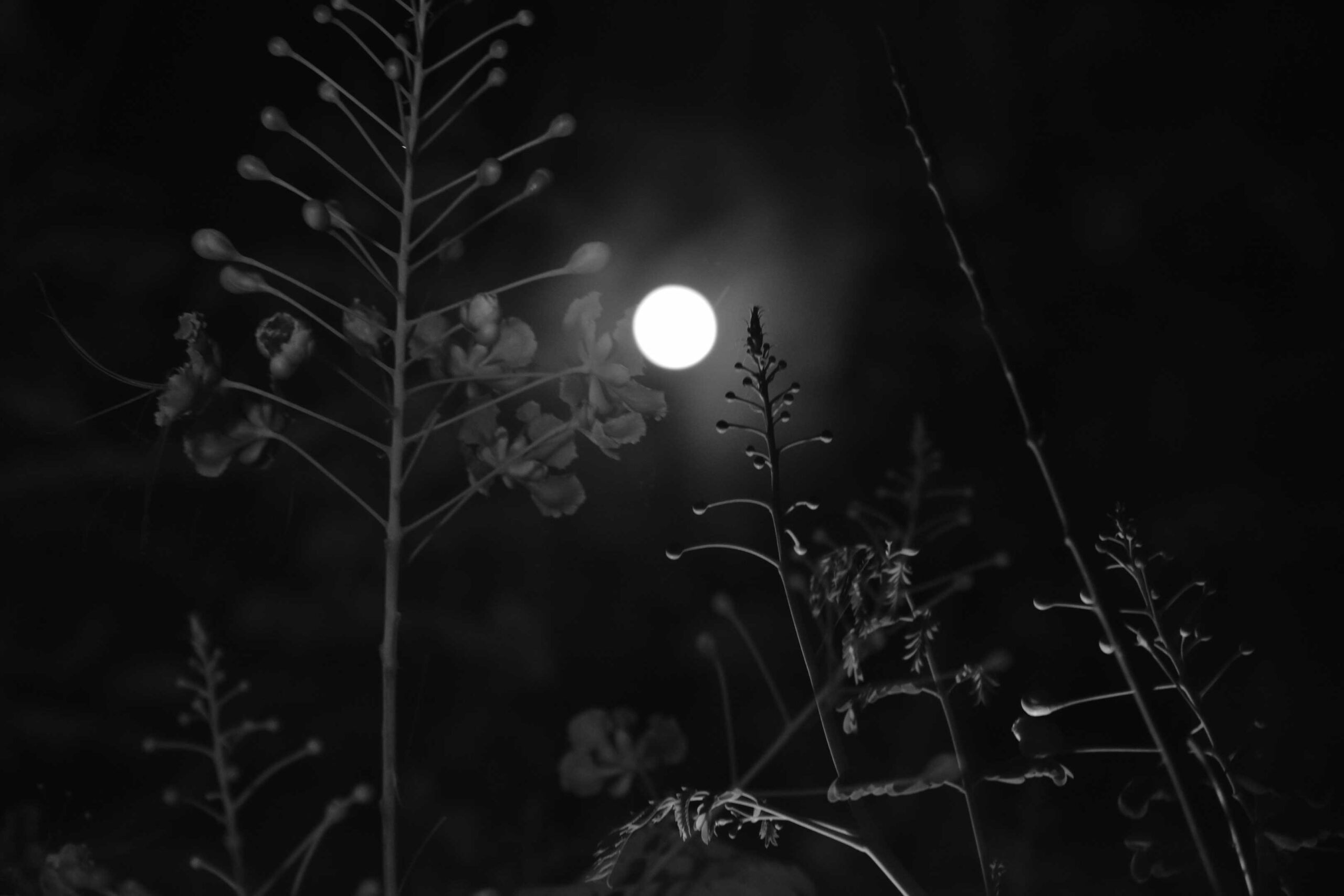 Janani Venkateswaran - The Curator Mag