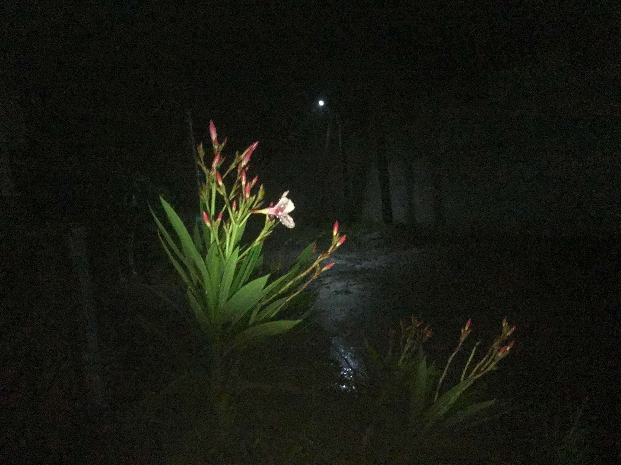 Srinath Poduri - The Curator Mag